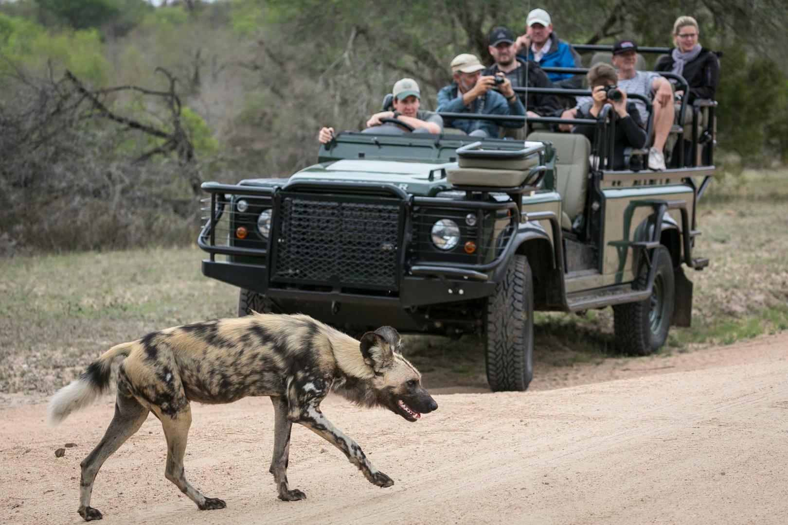 wilddogdrive umkumbe emgatland