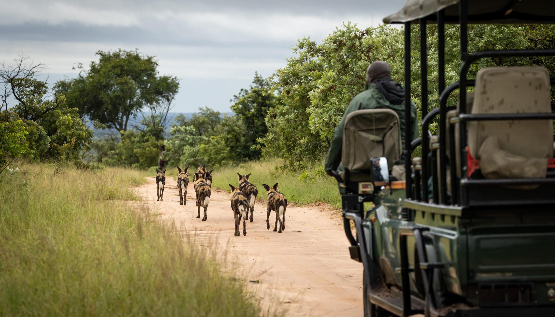 Savanna Private Lodge - Sabi Sands Game Reserve - Kruger National Park 87 wilddogvehicle