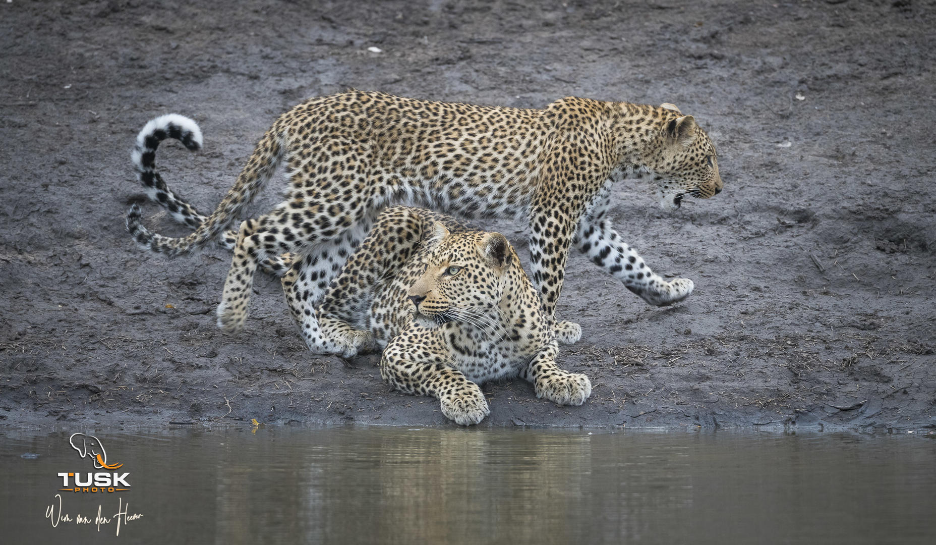 wim van den heever