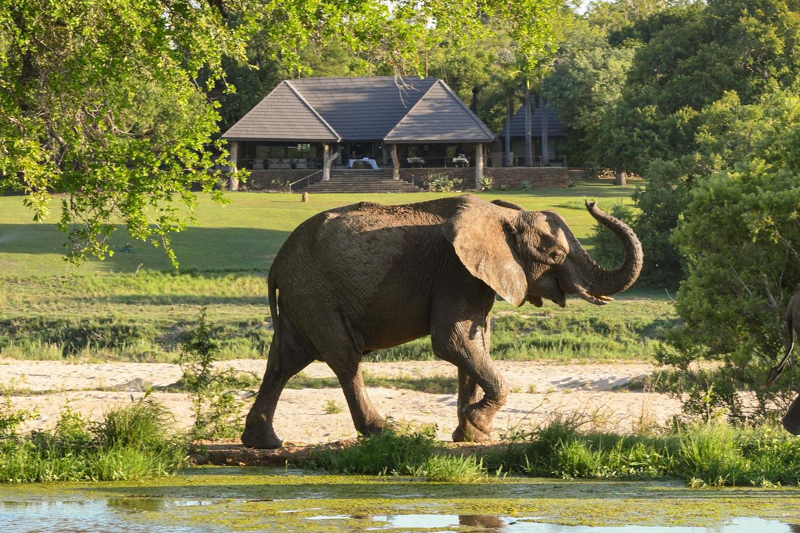 Inyati Game Lodge - Sabi Sands Game Reserve - Kruger National Park 81 Inyati Game Lodge Wildlife ()