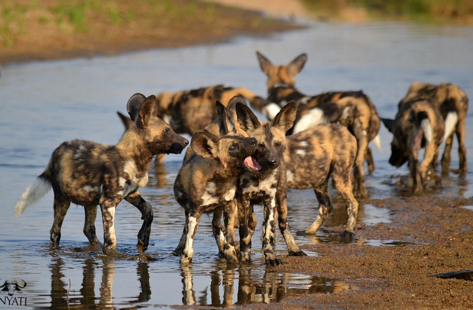 Inyati Game Lodge - Sabi Sands Game Reserve - Kruger National Park 90 Inyati Game Lodge Wildlife ()
