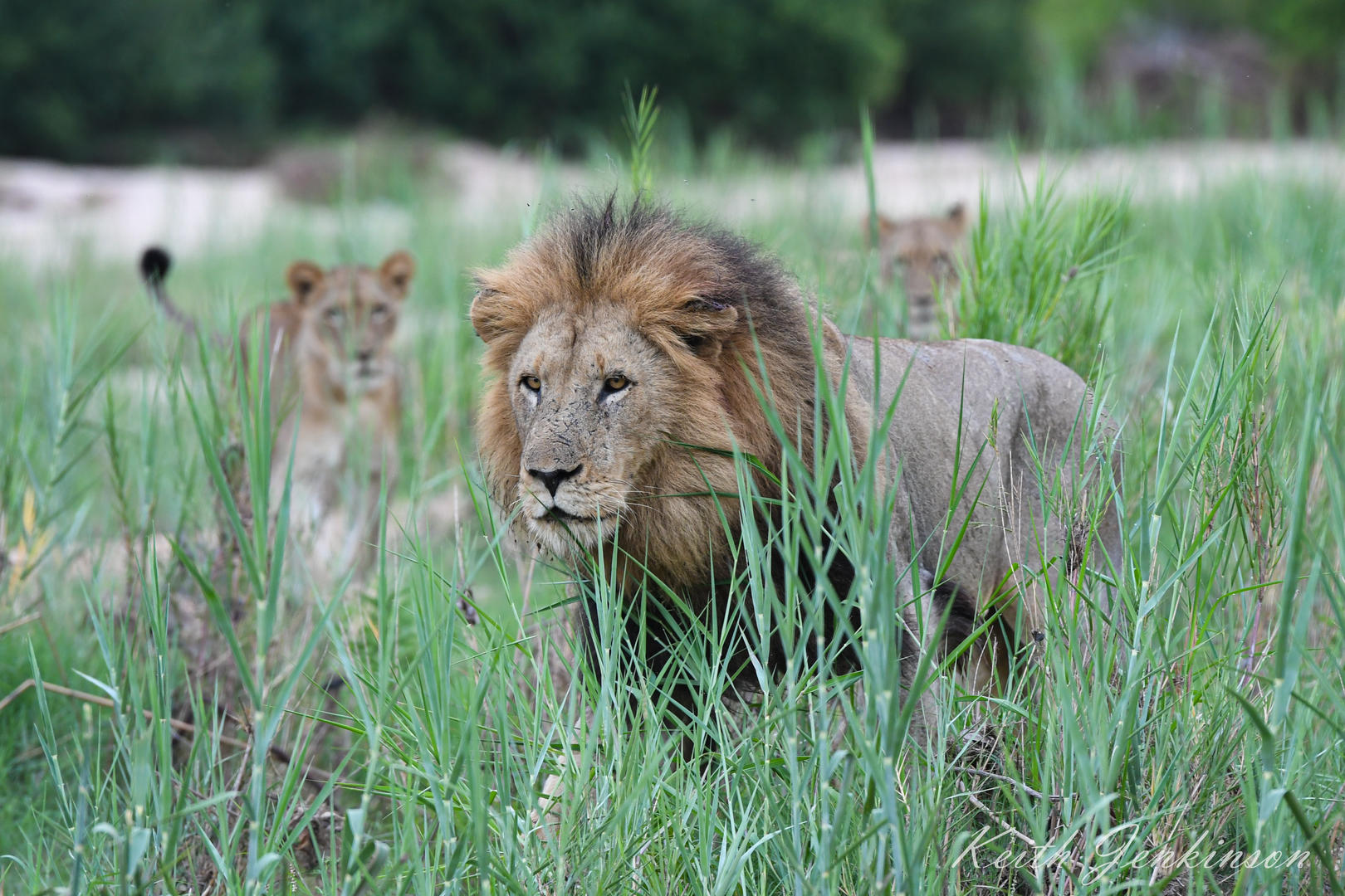Inyati Game Lodge - Sabi Sands Game Reserve - Kruger National Park 91 Inyati Game Lodge Wildlife ()