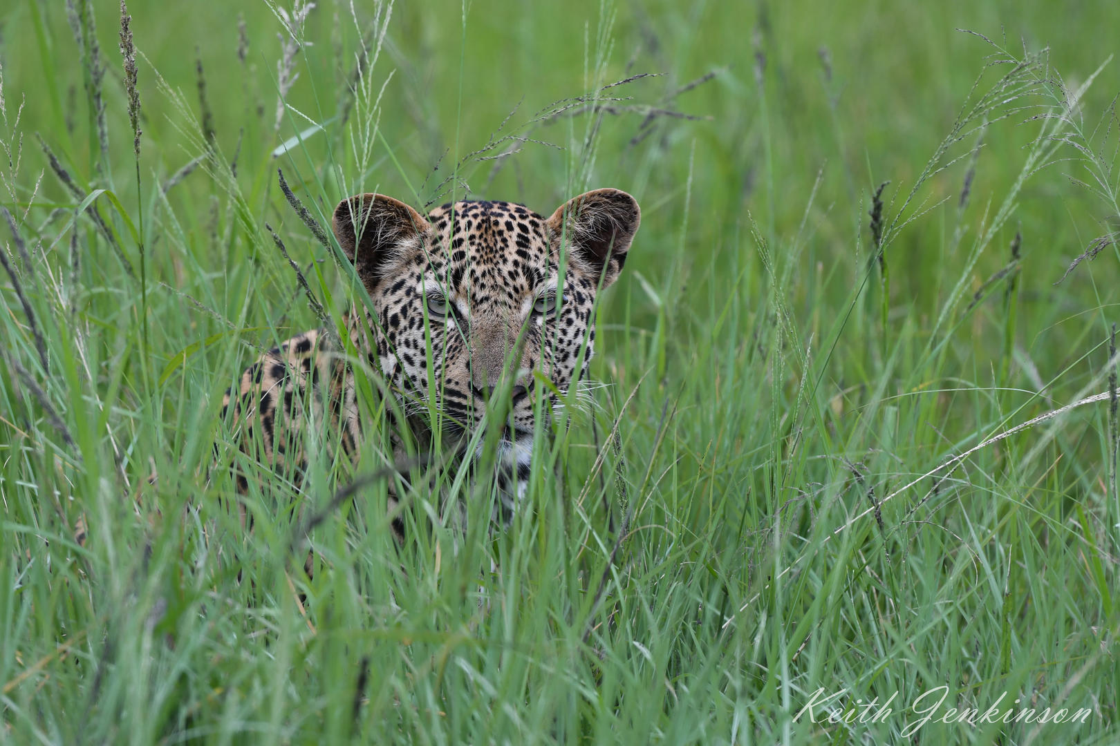 Inyati Game Lodge - Sabi Sands Game Reserve - Kruger National Park 92 Inyati Game Lodge Wildlife ()