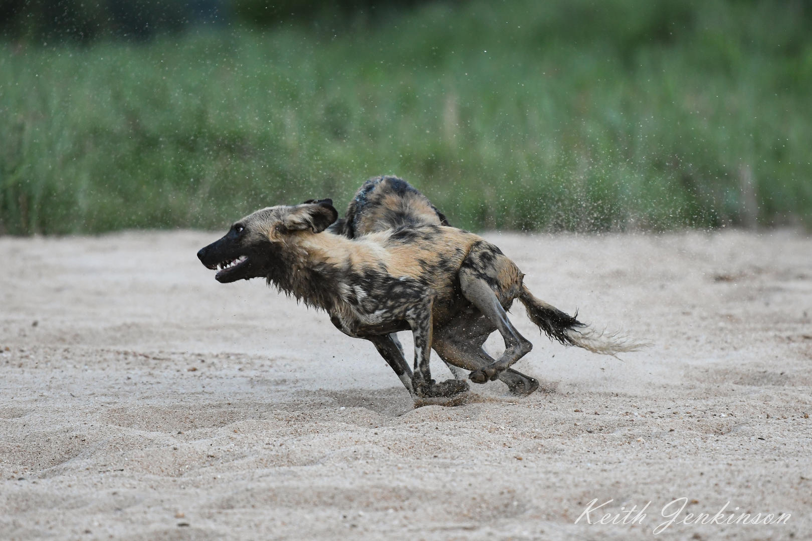 Inyati Game Lodge - Sabi Sands Game Reserve - Kruger National Park 93 Inyati Game Lodge Wildlife ()