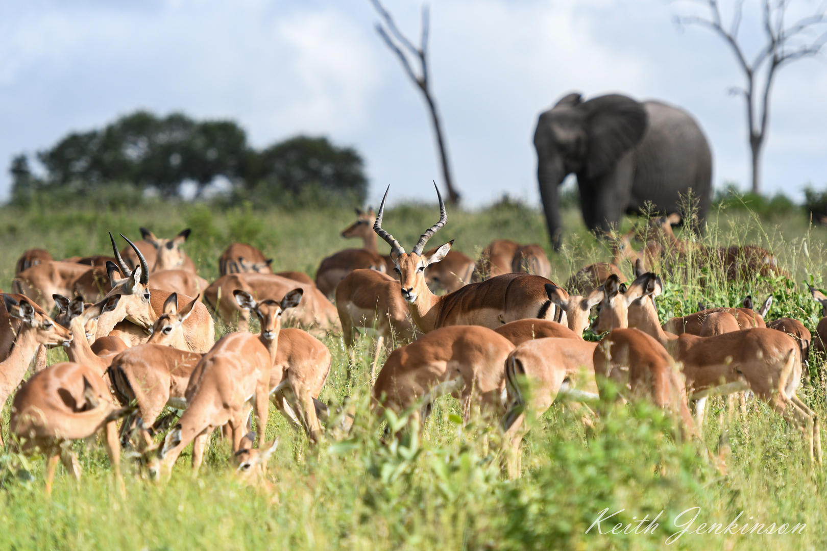 Inyati Game Lodge - Sabi Sands Game Reserve - Kruger National Park 94 Inyati Game Lodge Wildlife ()