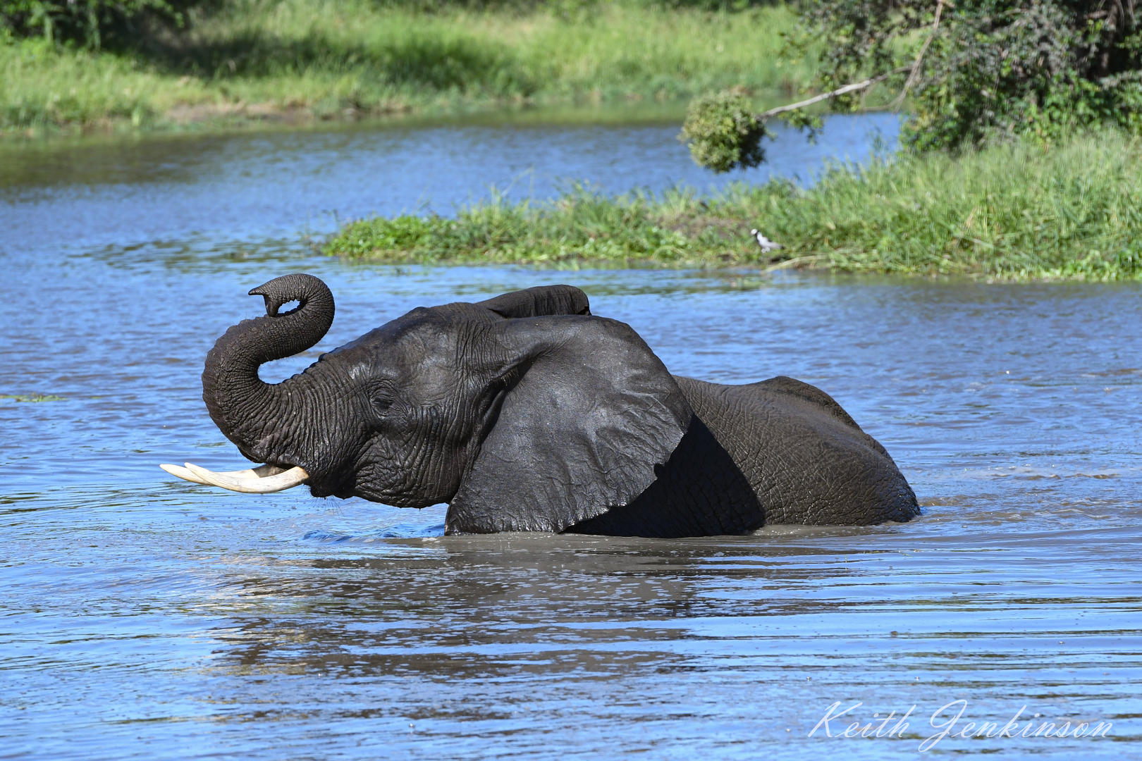 Inyati Game Lodge - Sabi Sands Game Reserve - Kruger National Park 95 Inyati Game Lodge Wildlife ()