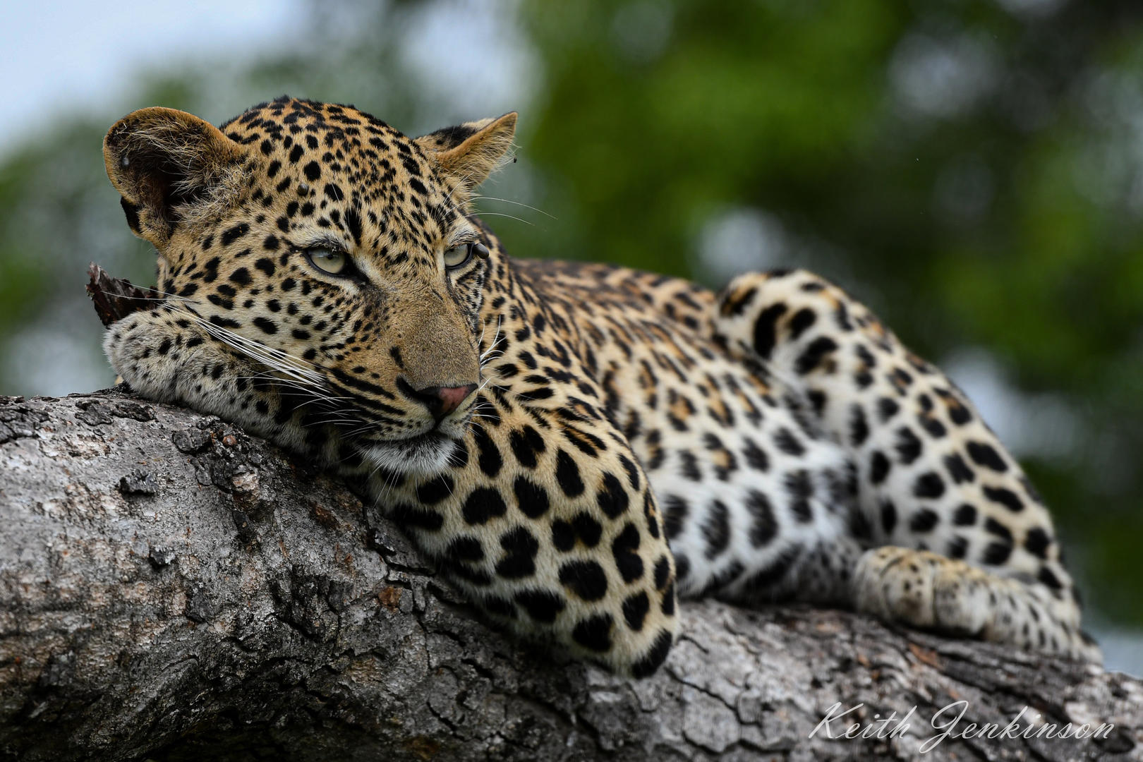 Inyati Game Lodge - Sabi Sands Game Reserve - Kruger National Park 96 Inyati Game Lodge Wildlife ()