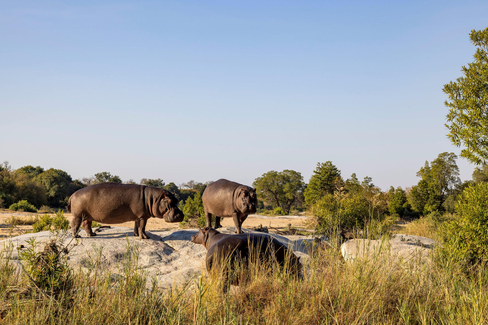 Inyati Game Lodge - Sabi Sands Game Reserve - Kruger National Park 97 Inyati Game Lodge Wildlife ()