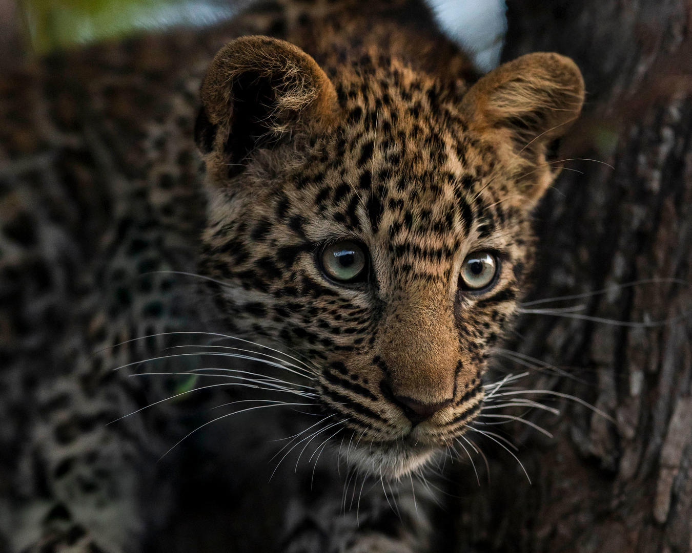 Inyati Game Lodge - Sabi Sands Game Reserve - Kruger National Park 98 Inyati Game Lodge Wildlife ()