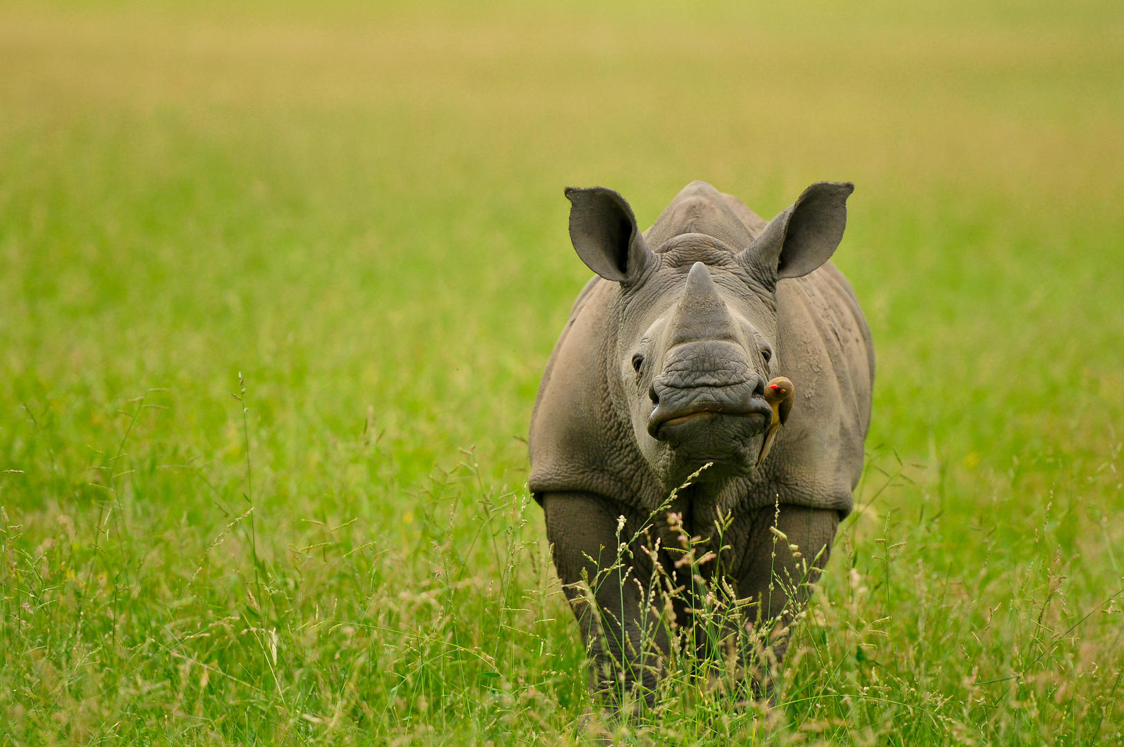 Inyati Game Lodge - Sabi Sands Game Reserve - Kruger National Park 99 Inyati Game Lodge Wildlife ()