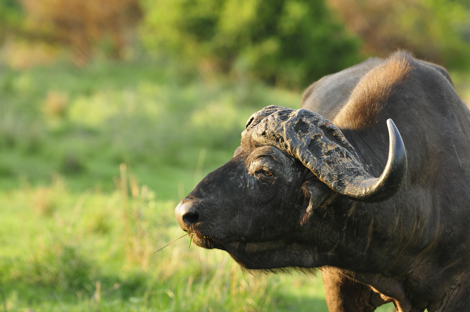 Inyati Game Lodge - Sabi Sands Game Reserve - Kruger National Park 82 Inyati Game Lodge Wildlife ()