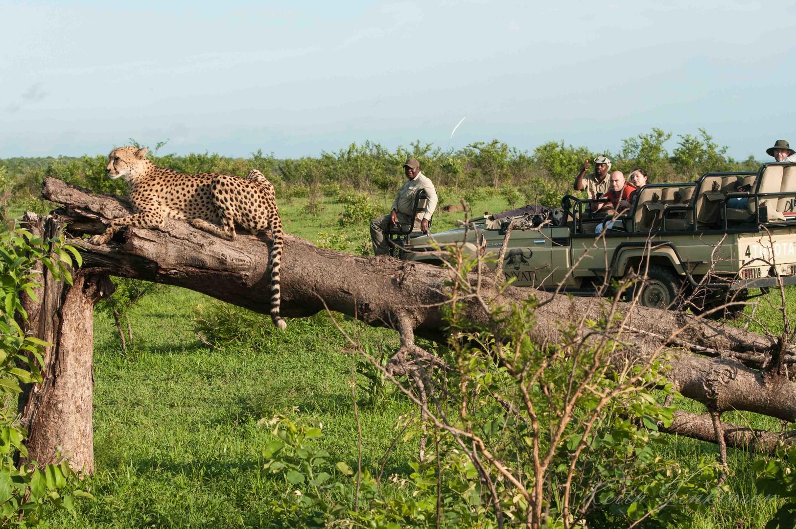 Inyati Game Lodge - Sabi Sands Game Reserve - Kruger National Park 84 Inyati Game Lodge Wildlife ()