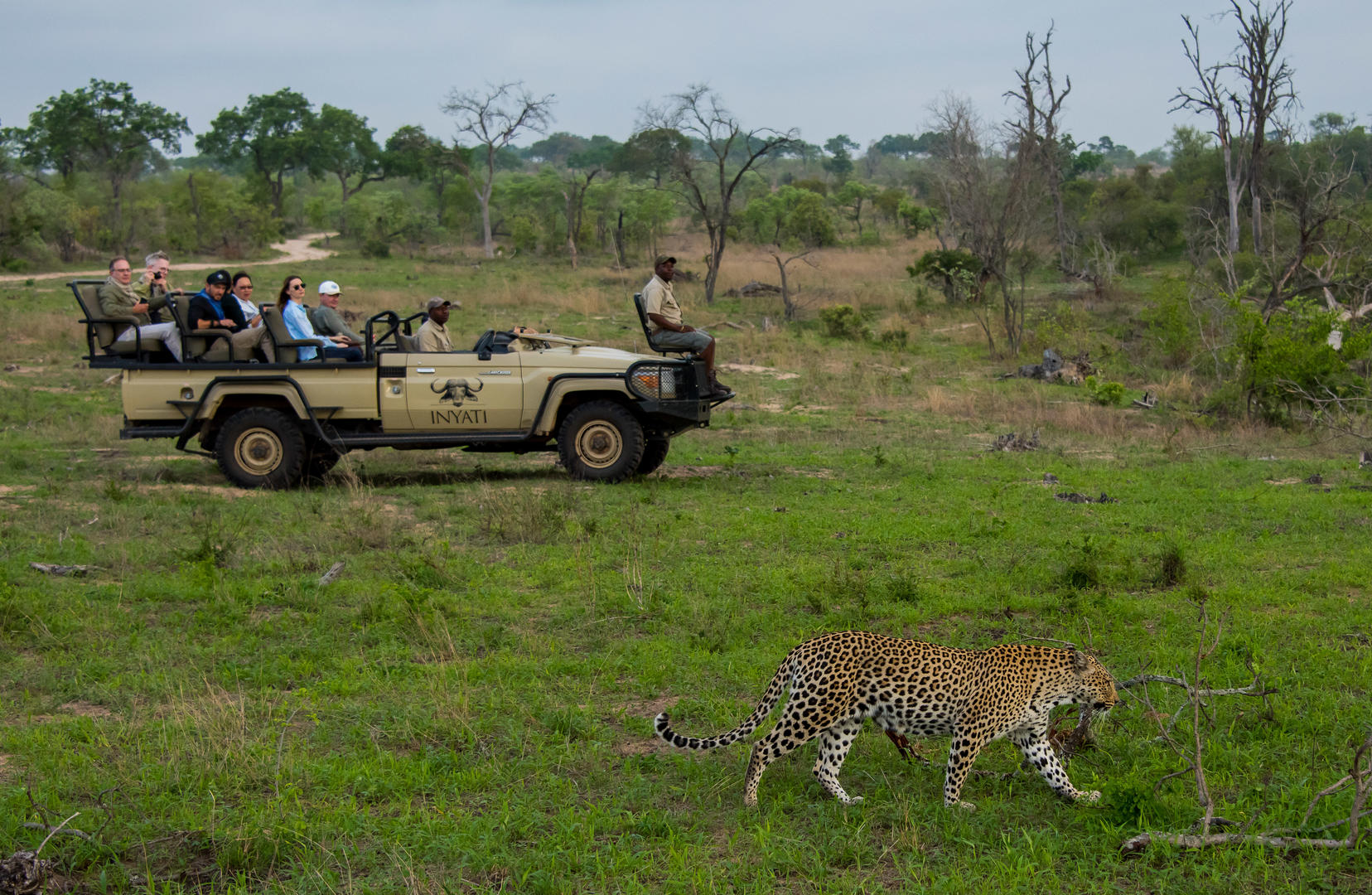 Inyati Game Lodge - Sabi Sands Game Reserve - Kruger National Park 85 Inyati Game Lodge Wildlife ()