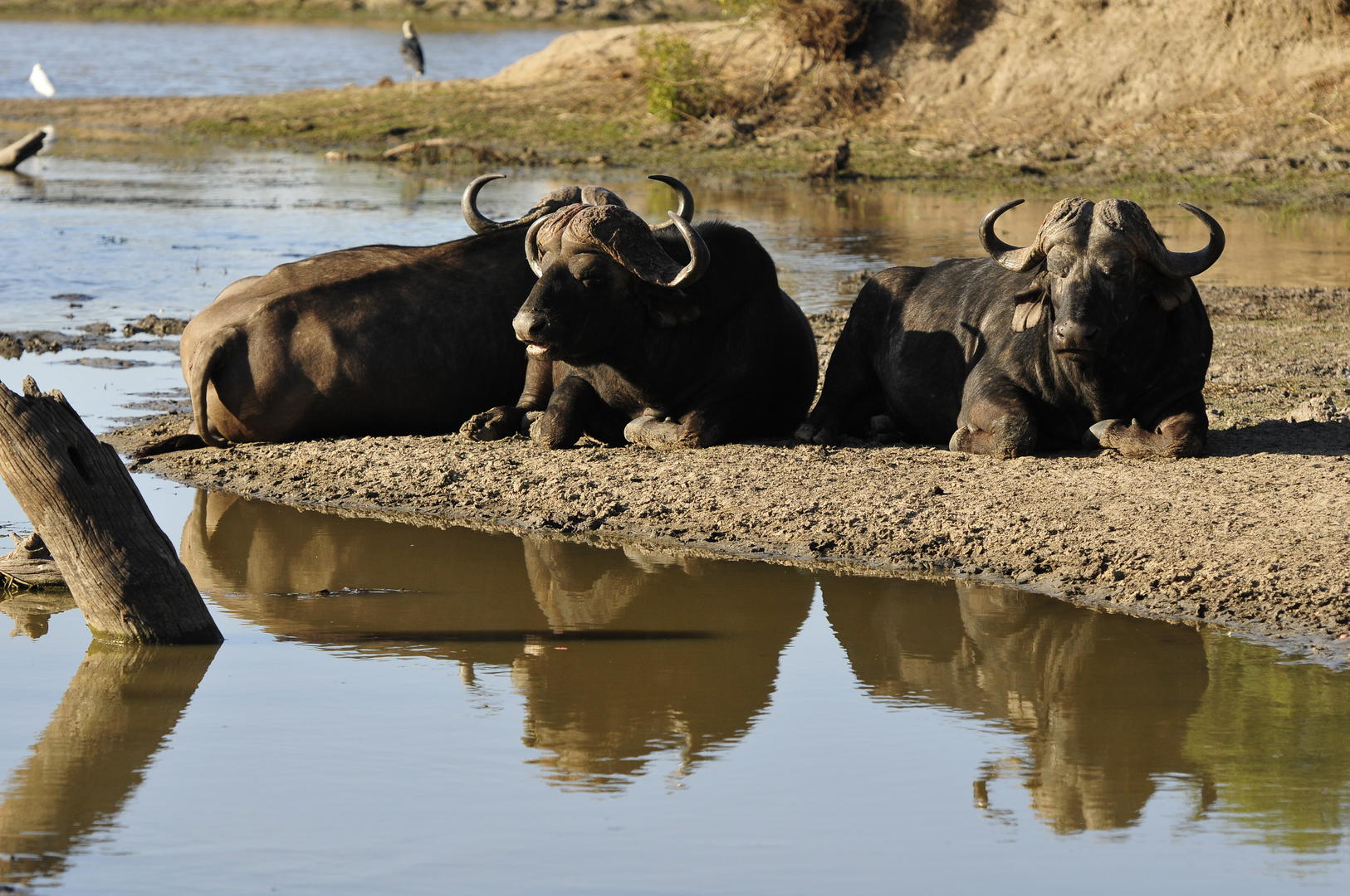 Inyati Game Lodge - Sabi Sands Game Reserve - Kruger National Park 86 Inyati Game Lodge Wildlife ()