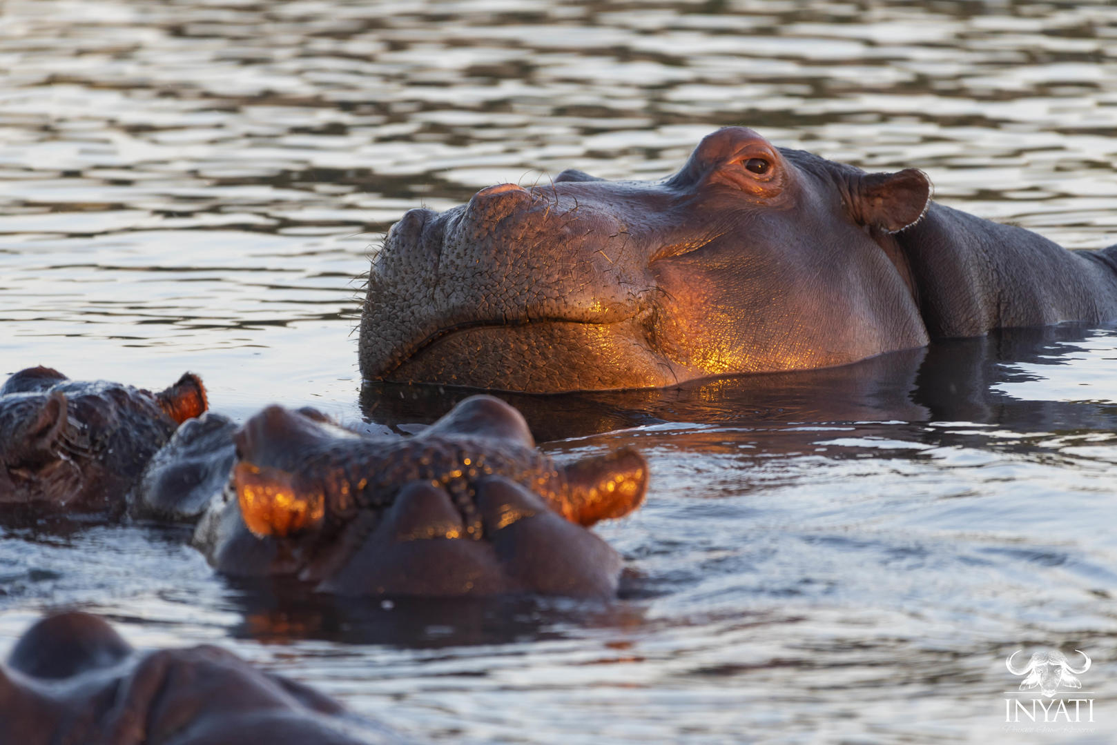 Inyati Game Lodge - Sabi Sands Game Reserve - Kruger National Park 87 Inyati Game Lodge Wildlife ()