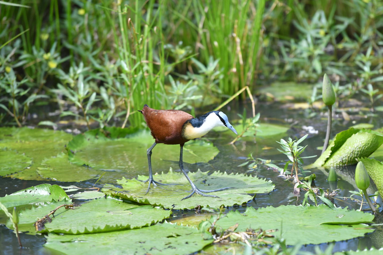 Inyati Game Lodge - Sabi Sands Game Reserve - Kruger National Park 88 Inyati Game Lodge Wildlife ()