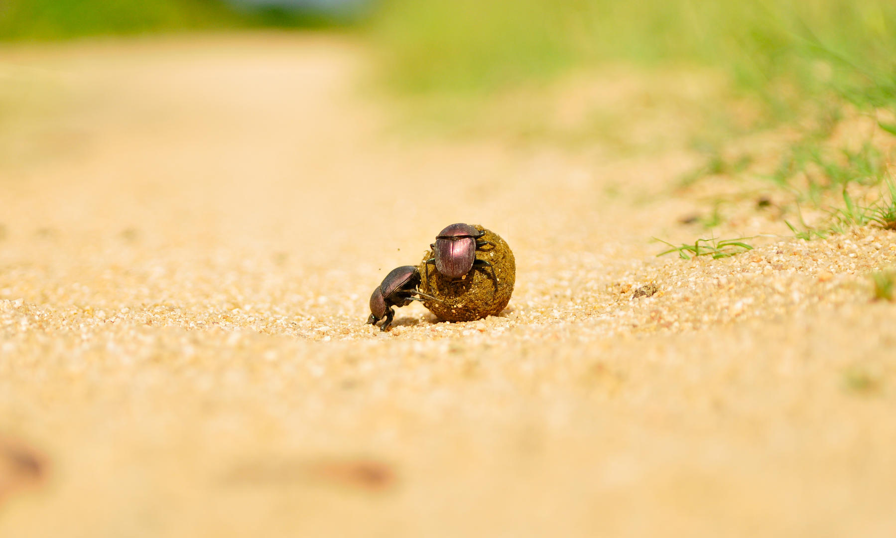 Inyati Game Lodge - Sabi Sands Game Reserve - Kruger National Park 89 Inyati Game Lodge Wildlife ()