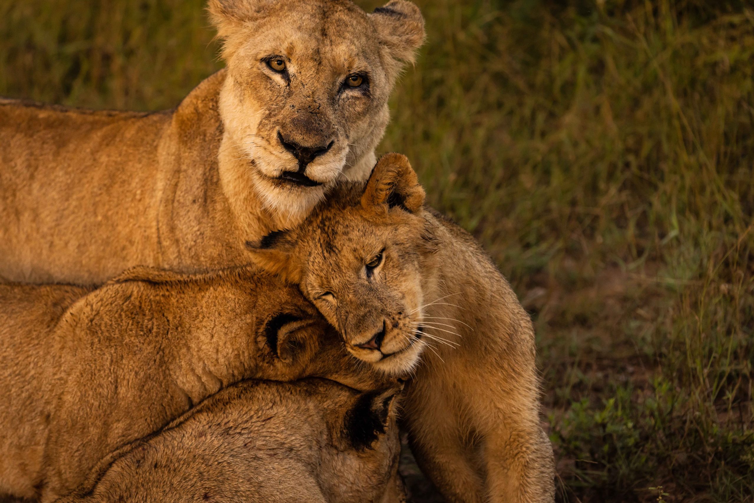New Ulusaba Safari & Rock Lodge: What to Expect in 2027 24 Ulusaba New Images ()