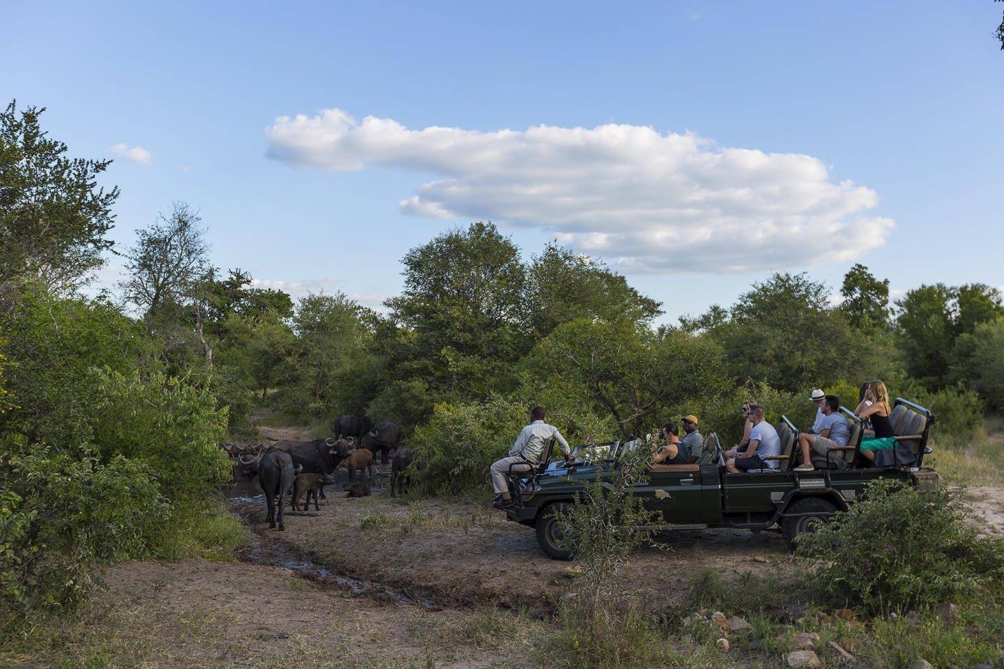 Monwana Lodge Thornybush Nature Reserve 49