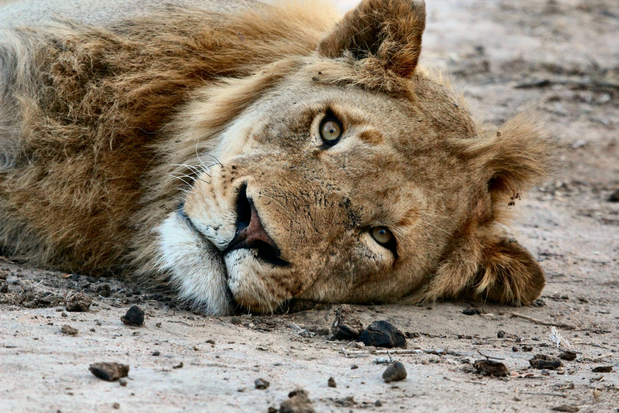 Terms & Conditions – Sabi Sands Lodges Reservations – Sabi Sands Game Reserve – South Africa