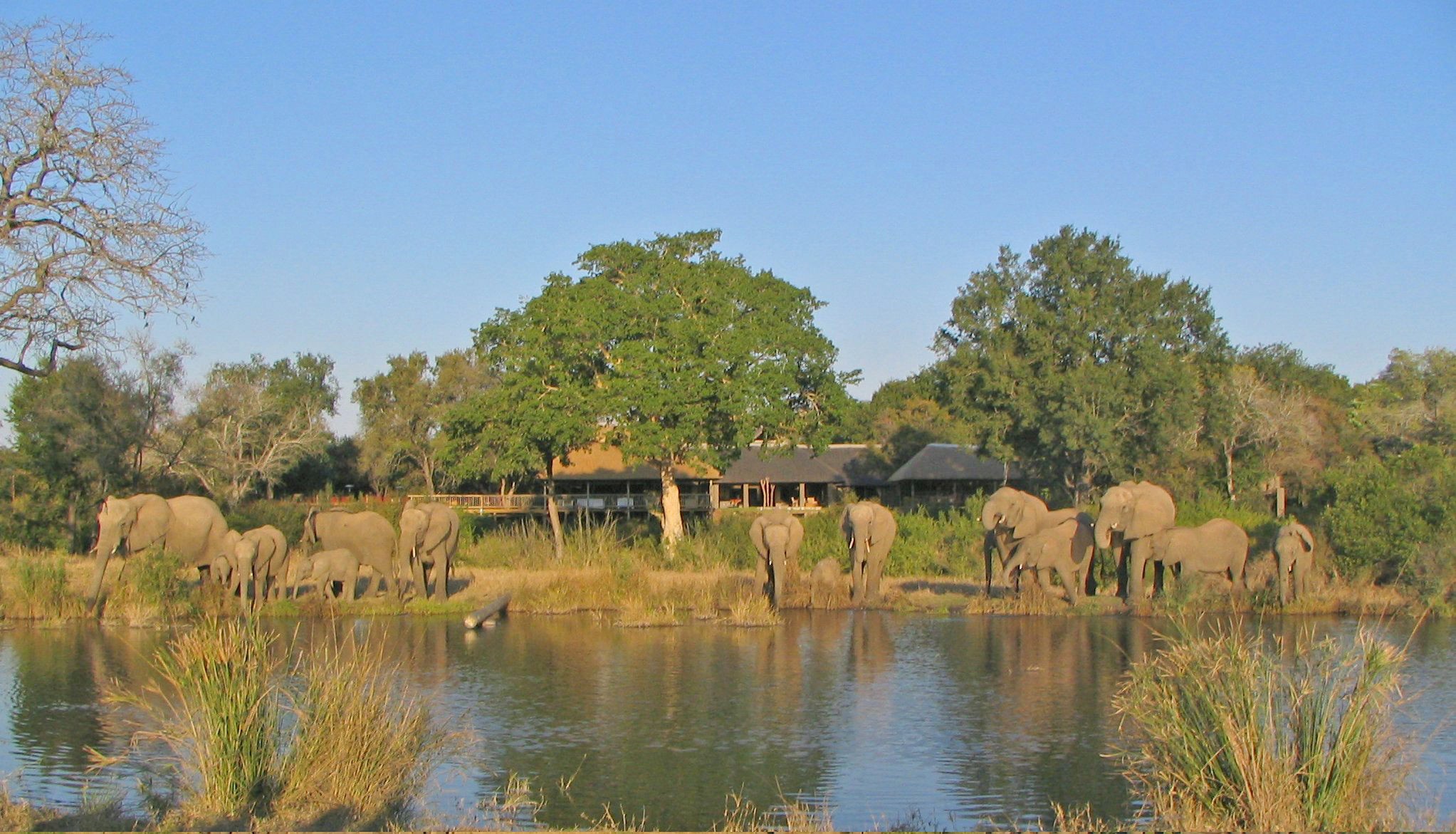 sabi sabi little bush camp wildlife elephants