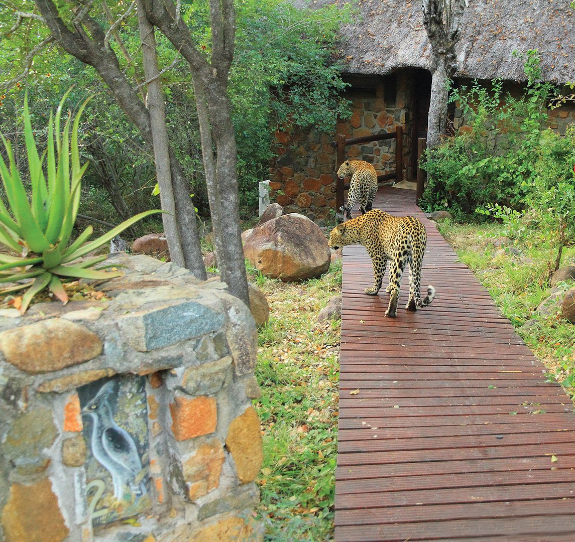 Leopard Hills Private Game Reserve – Sabi Sands Game Reserve