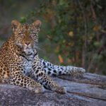 Londolozi Pioneer Camp – Sabi Sands Game Reserve – Kruger National Park