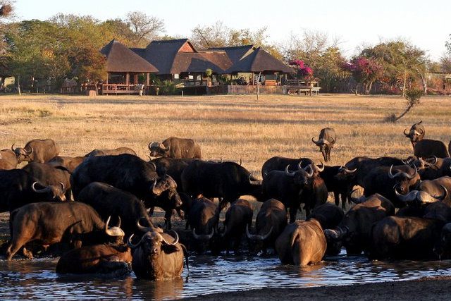 Sabi Sands Accommodation - Luxury Safari Lodges - Sabi Sands Game Reserve - Kruger National Park - South Africa 97 Nkorho Bush Lodge Images 9