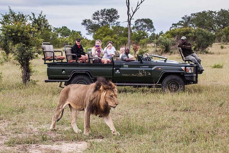 Sabi Sands Accommodation - Luxury Safari Lodges - Sabi Sands Game Reserve - Kruger National Park - South Africa 96 Nottens Bush Camp game drive