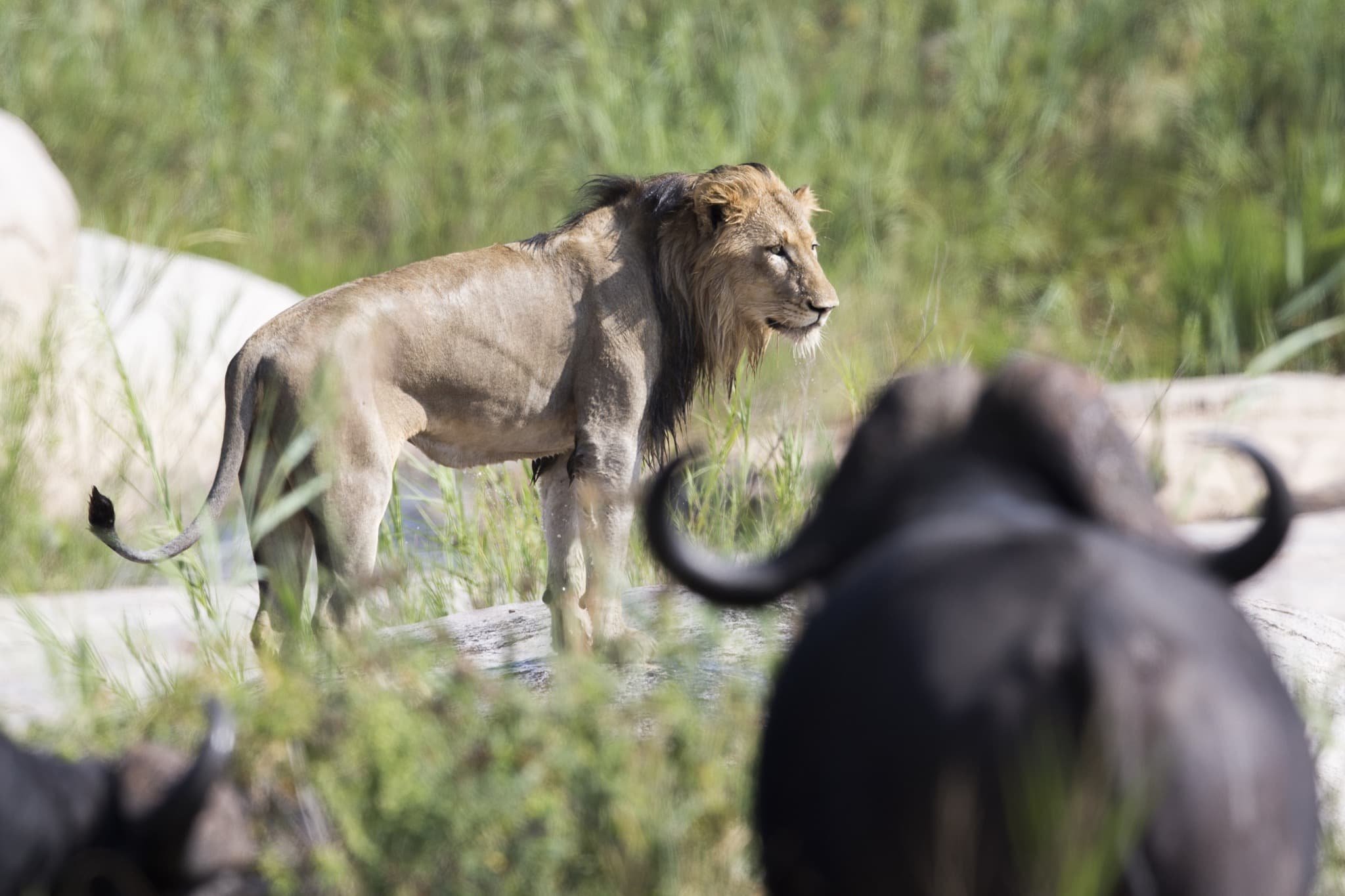 kirkmans kamp wildlife lion buffalo 91828