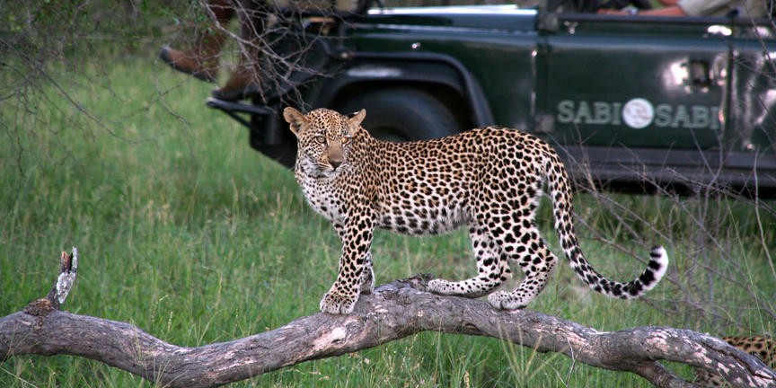 sabi sabi game reserve game drive leopard