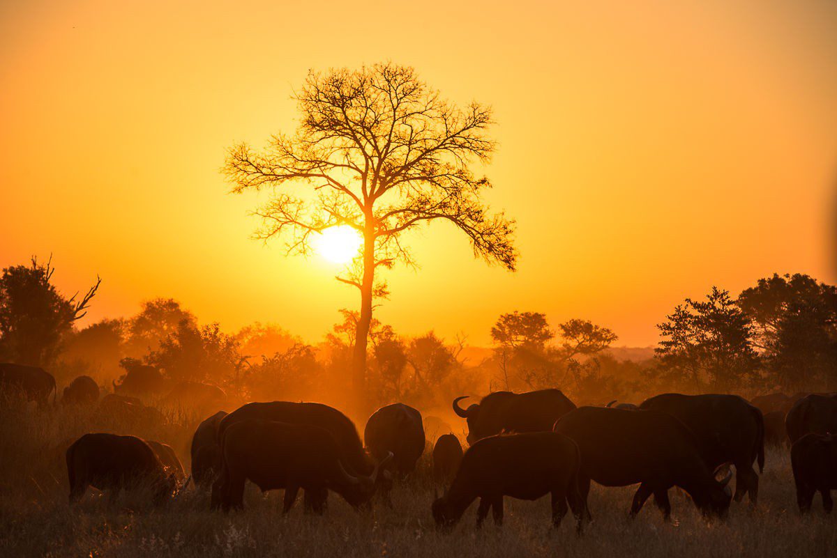 Sabi Sands Game Reserve Blog – Special Deals and News – Kruger National Park