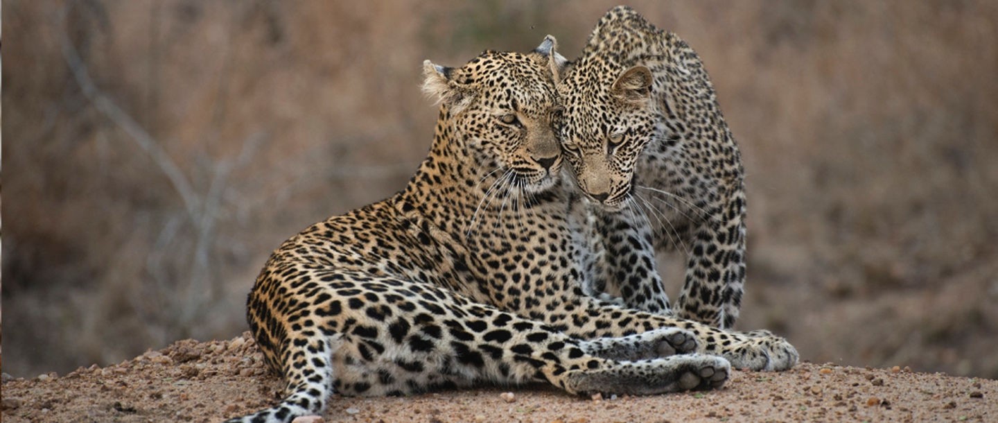ulusaba safari lodge leopards 2525122