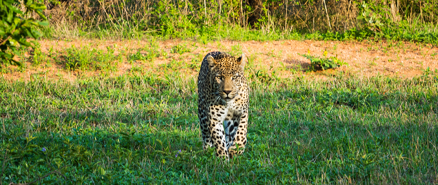 01 graceful leopard ulusaba