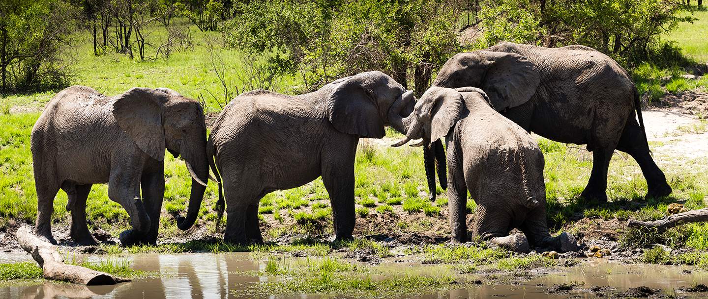 Big Five Safari at Ulusaba South Africa1