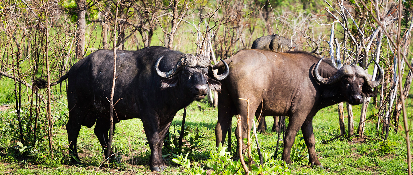 Big Five Safari at Ulusaba South Africa2