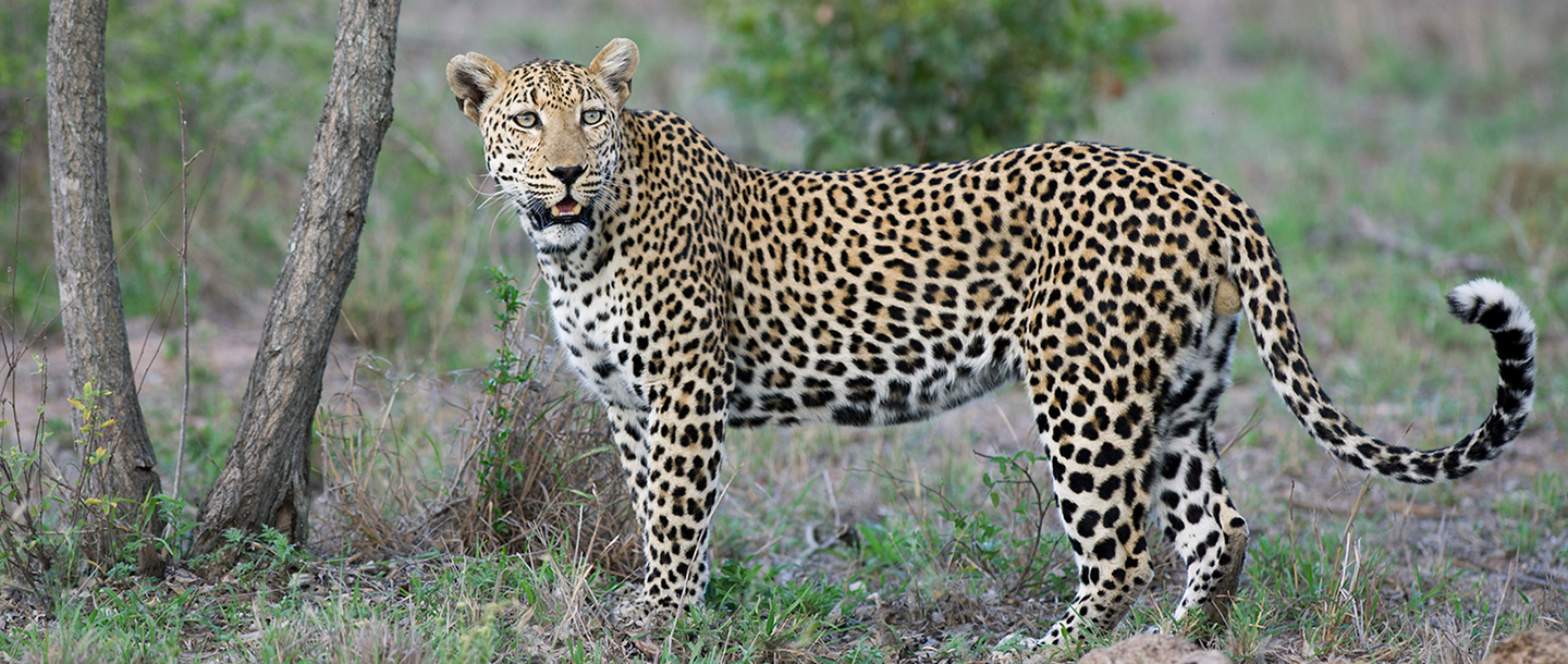 Big Five Safari at Ulusaba South Africa5