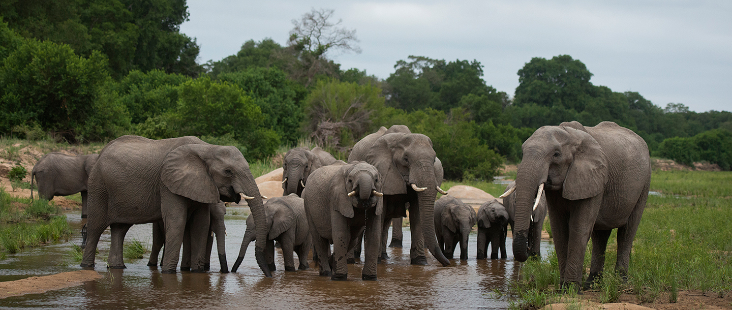 Big Five Safari at Ulusaba South Africa7