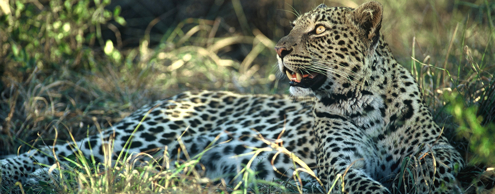 Dulini private game reserve images 6