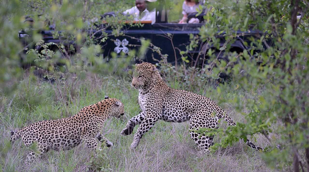 Londolozi Game Reserve Images 21
