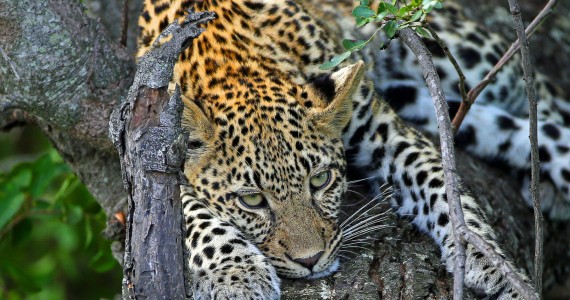 Londolozi Game Reserve Images 31