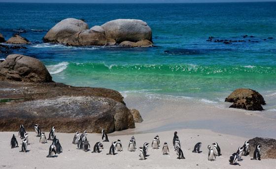 cape town peninsula south african penguins mid 9ce7a1923d67cade6ae2be5b68888f16