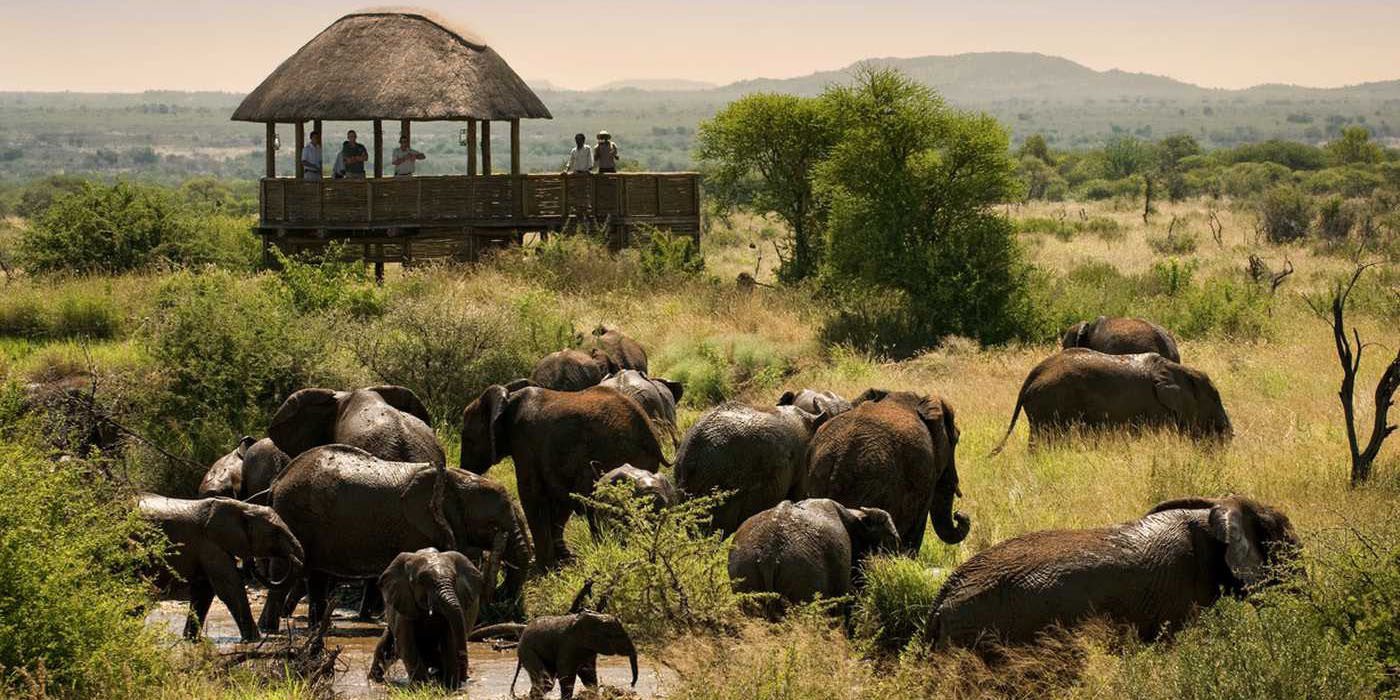 madikwe safari