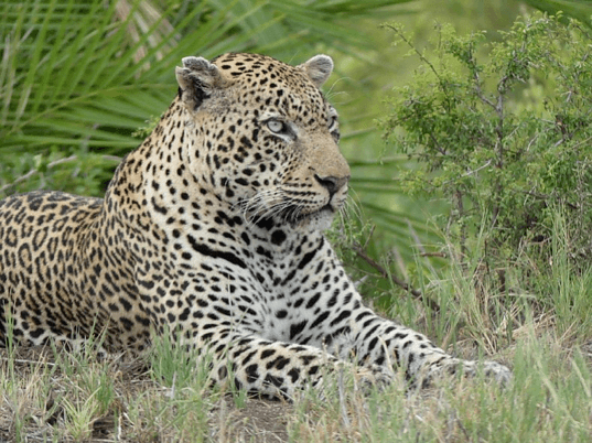 singita wildlife sabi sands ebony leopard
