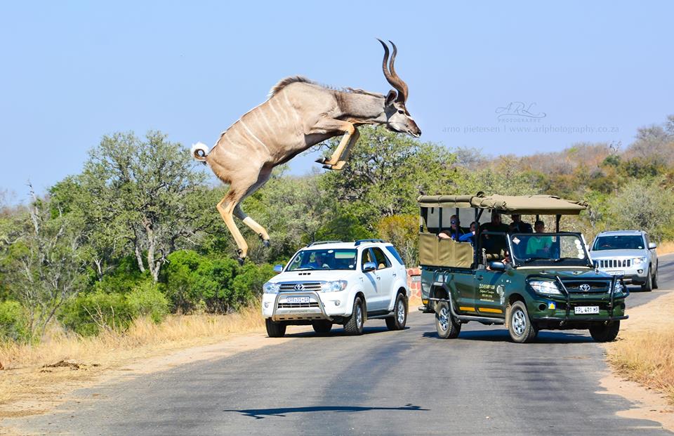 kruger national park kudu