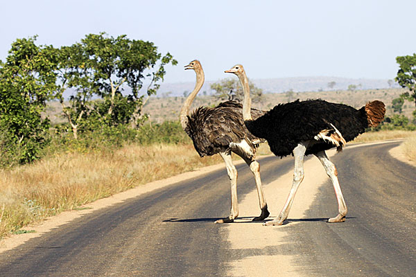 kruger national park ostrichs