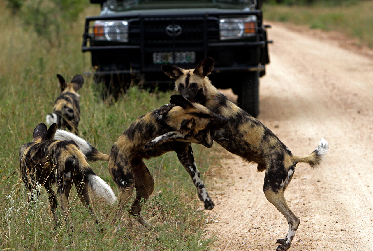 jock safari lodge wild dogs