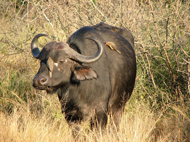 rhino post wildlife 1