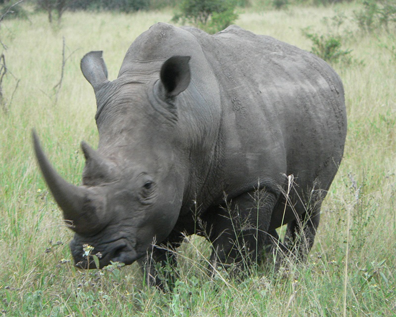 rhino post wildlife 18