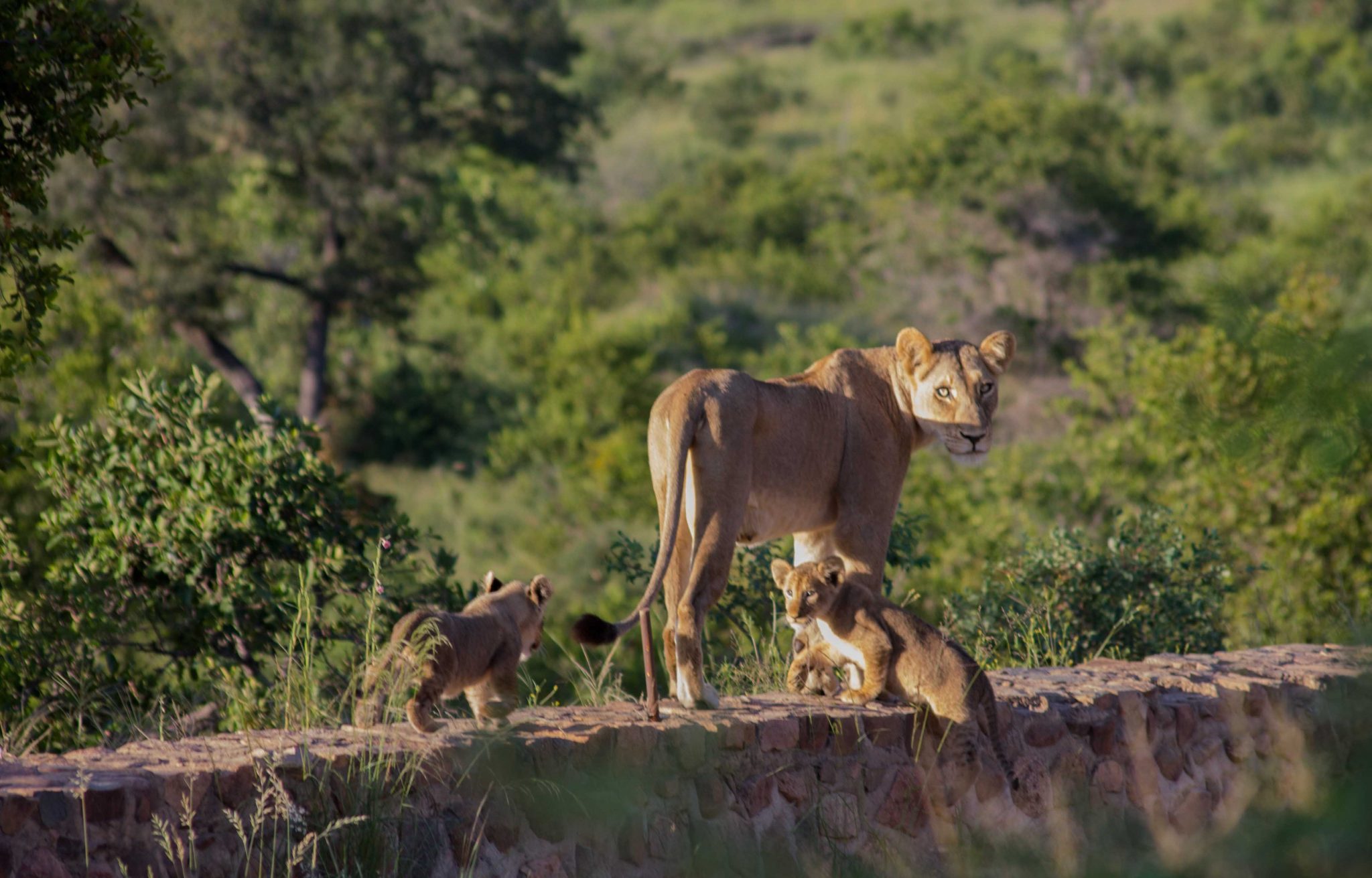 3 day kruger sabi sands safari 15